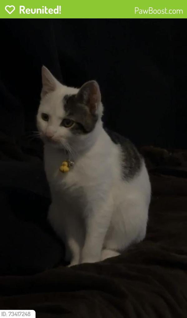 Reunited Male Cat last seen Tippecanoe between pacific and baseline, San Bernardino, CA 92404
