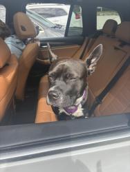 Found/Stray Female Dog last seen Exton Station, West Chester, PA 19380