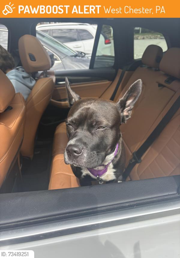 Found/Stray Female Dog last seen Exton Station, West Chester, PA 19380