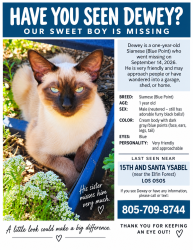 Lost Male Cat last seen Santa Ysabel, Baywood-Los Osos, CA 93402
