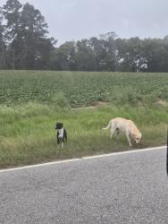 Found/Stray Unknown Dog last seen By 42 and 124 split, Shallingtons Ml Rd, NC 27864