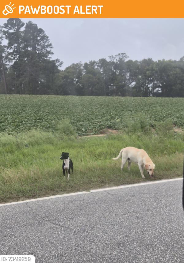 Found/Stray Unknown Dog last seen By 42 and 124 split, Shallingtons Ml Rd, NC 27864