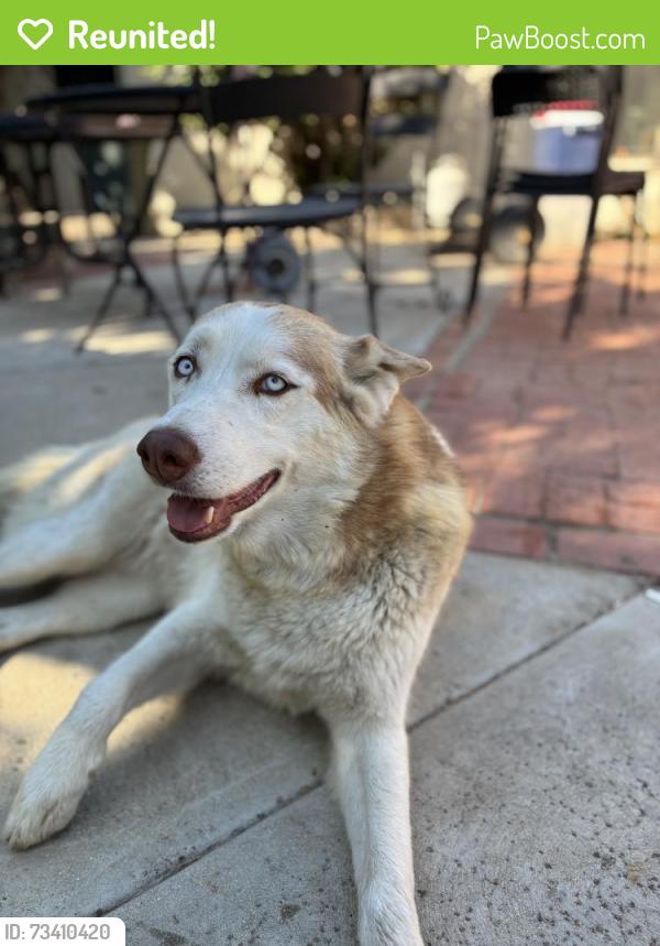Reunited Female Dog last seen topanga and roscoe, Los Angeles, CA 91303