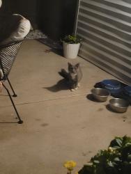 Found/Stray Unknown Cat last seen Near S Orchard Dr, Bolingbrook, IL 60440