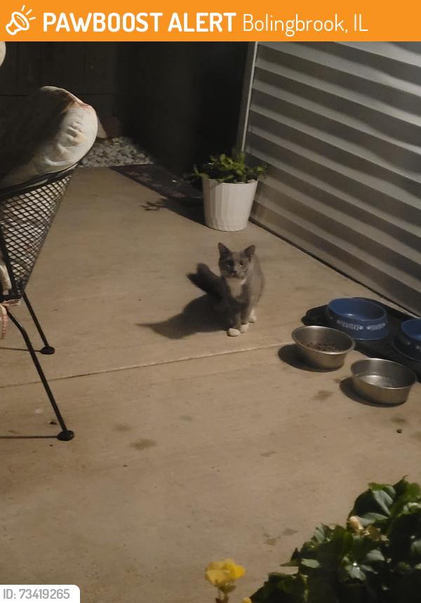 Found/Stray Unknown Cat last seen Near S Orchard Dr, Bolingbrook, IL 60440