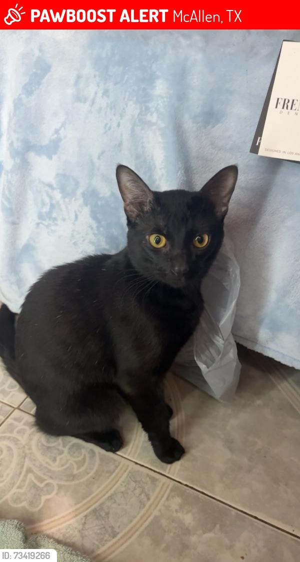 Lost Male Cat last seen North 10th and dove. Hawk ave, McAllen, TX 78504