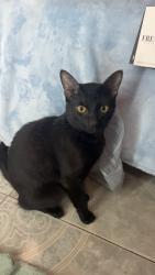 Lost Male Cat last seen North 10th and dove. Hawk ave, McAllen, TX 78504