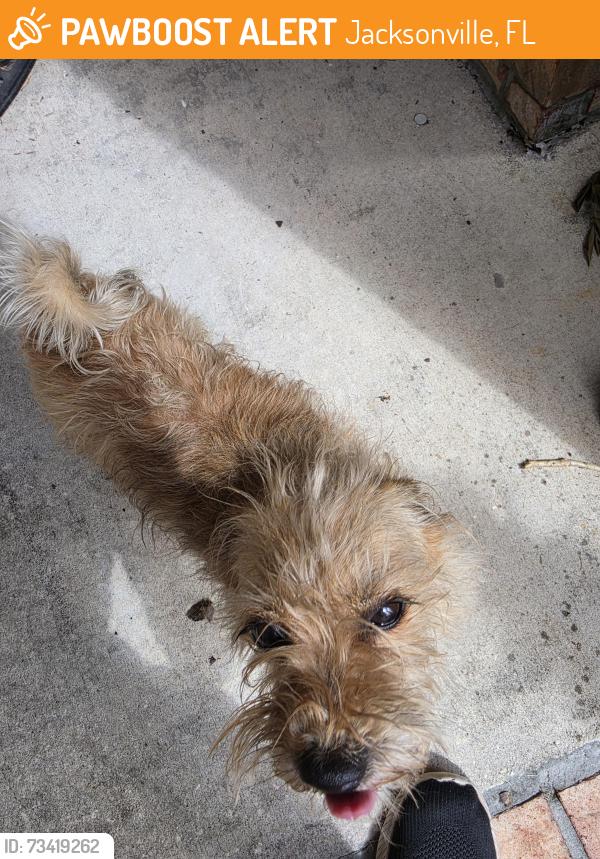 Found/Stray Female Dog last seen Otega Bluff Rd, Jacksonville, FL 32244