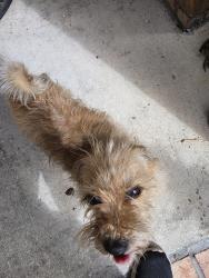Found/Stray Female Dog last seen Otega Bluff Rd, Jacksonville, FL 32244