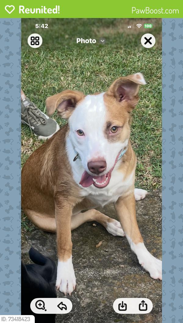 Reunited Female Dog last seen Near Way South. Got scared by truck and ran. Has leash and collar on. She is chipped, Birmingham, AL 35222
