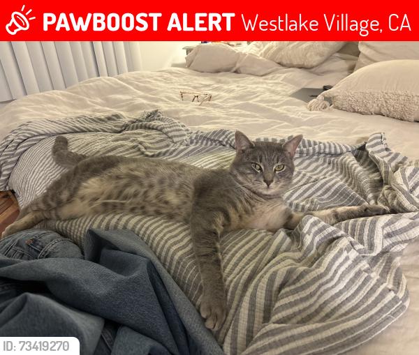 Lost Male Cat last seen Near Hampshire Rd., Westlake Village, CA 91361