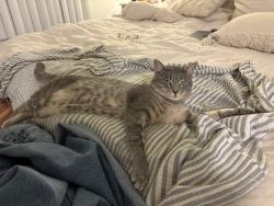 Lost Male Cat last seen Near Hampshire Rd., Westlake Village, CA 91361