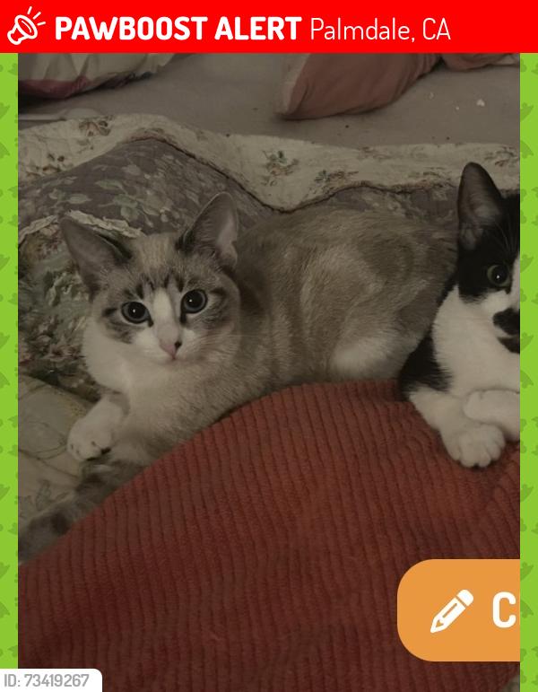 Lost Female Cat last seen Near acorde ave, Palmdale, CA 93550