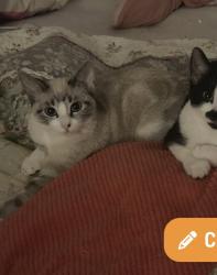 Lost Female Cat last seen Near acorde ave, Palmdale, CA 93550