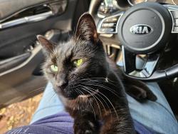 Lost Female Cat last seen College Park Animal hosp, East Point, GA 30344