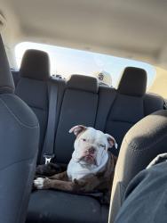 Found/Stray Female Dog last seen Amazon Warehouse, Moreno Valley, CA 92553