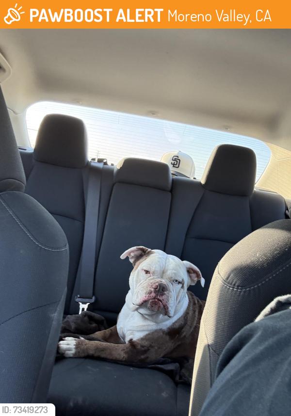Found/Stray Female Dog last seen Amazon Warehouse, Moreno Valley, CA 92553