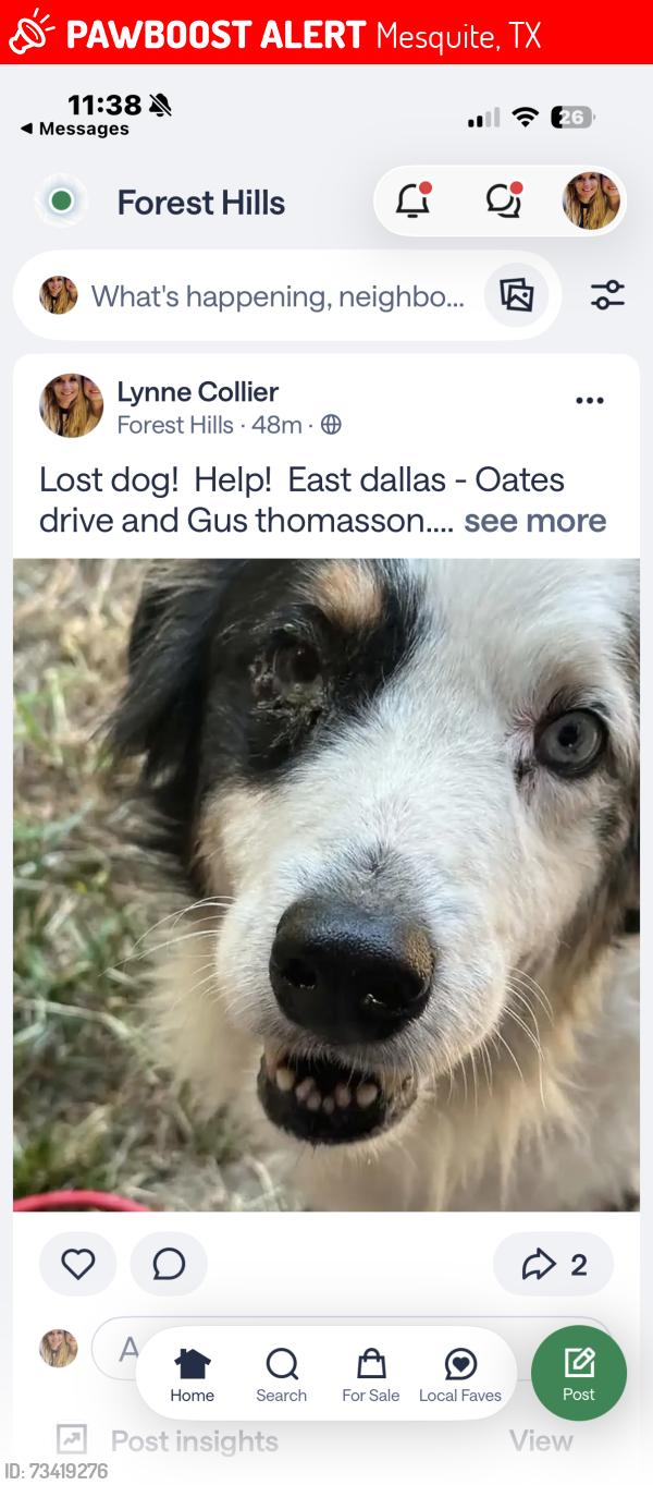 Lost Male Dog last seen Gus thomasson and Oates drive, Mesquite, TX 75150