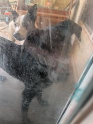 Found/Stray Male Dog last seen Same Neighborhood as Briarwood Elementary, Oklahoma City, OK 73170