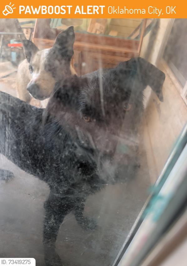 Found/Stray Male Dog last seen Same Neighborhood as Briarwood Elementary, Oklahoma City, OK 73170
