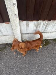 Found/Stray Unknown Dog last seen Broadoak Primary School, Greater Manchester, England 