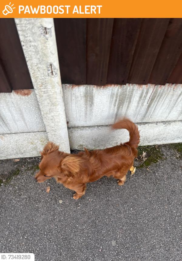 Found/Stray Unknown Dog last seen Broadoak Primary School, Greater Manchester, England 