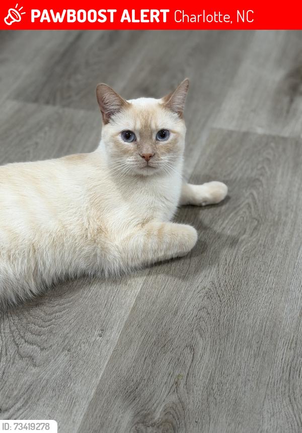 Lost Male Cat last seen October Court, Charlotte, NC 28202