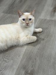 Lost Male Cat last seen October Court, Charlotte, NC 28202