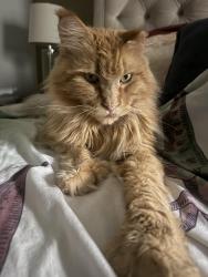 Lost Male Cat last seen Galespoint and Lago Mar blvd, La Marque, TX 77568