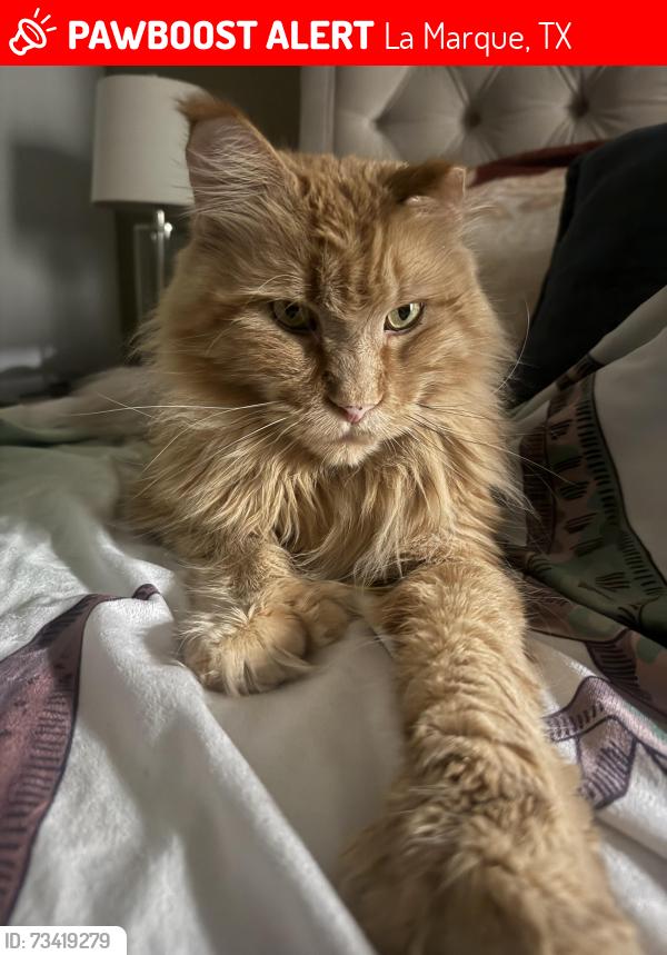 Lost Male Cat last seen Galespoint and Lago Mar blvd, La Marque, TX 77568