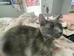 Lost Female Cat last seen Near olive blvd, Heman park, University City, MO 63130