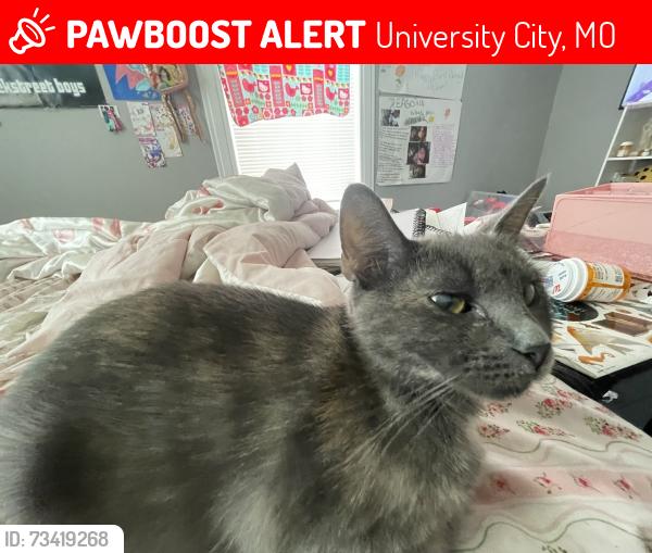 Lost Female Cat last seen Near olive blvd, Heman park, University City, MO 63130