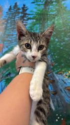 Shelter Stray Male Cat last seen Bexar County, 3353 Morningside Dr, New Braunfels, TX 78132, USA