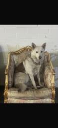 Reunited Female Dog last seen Near W Lancaster Blvd, Lancaster, CA 93534, USA, Lancaster, CA 93534