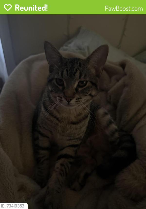 Reunited Male Cat last seen Bells ferry road, Marietta, GA 30062