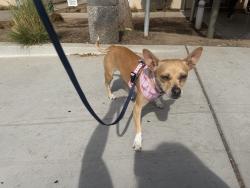 Found/Stray Female Dog last seen Pacheco Blvd, near train tracks, Martinez, CA 94553