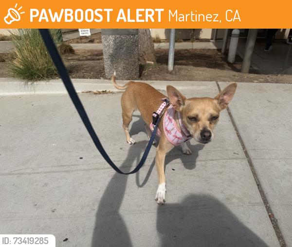 Found/Stray Female Dog last seen Pacheco Blvd, near train tracks, Martinez, CA 94553