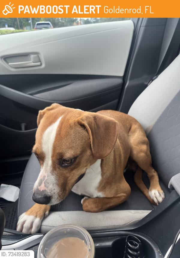Found/Stray Male Dog last seen Goldenrod and curry ford, Goldenrod, FL 32792