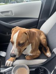 Found/Stray Male Dog last seen Goldenrod and curry ford, Goldenrod, FL 32792