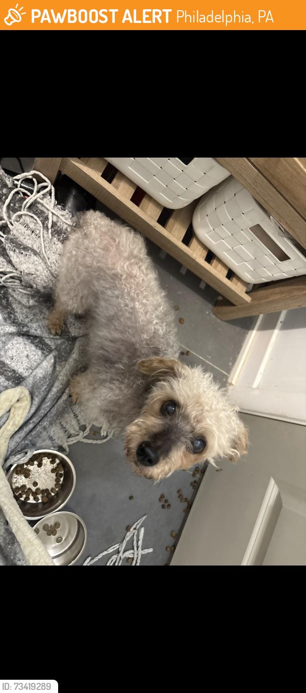 Found/Stray Female Dog last seen 21/mifflin, Philadelphia, PA 19145