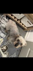 Found/Stray Female Dog last seen 21/mifflin, Philadelphia, PA 19145