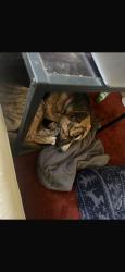 Reunited Male Dog last seen Near W Lancaster Blvd, Lancaster, CA 93534, USA, Lancaster, CA 93534