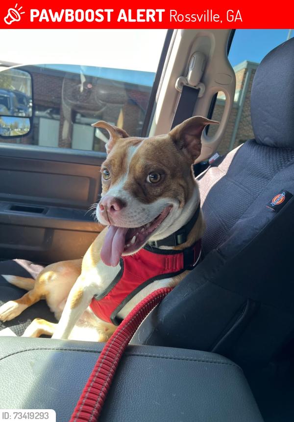 Lost Female Dog last seen Crabtree Rd Jenkins Rd, Rossville, GA 30741