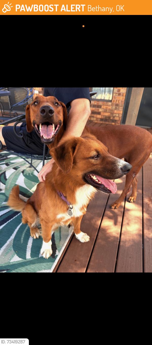 Found/Stray Unknown Dog last seen Bethany near SNU, Bethany, OK 73008