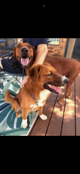 Found/Stray Unknown Dog last seen Bethany near SNU, Bethany, OK 73008