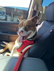 Lost Female Dog last seen Crabtree Rd Jenkins Rd, Rossville, GA 30741