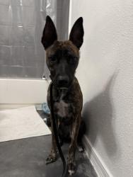 Reunited Female Dog last seen Kyrene and baseline, Tempe, AZ 85283