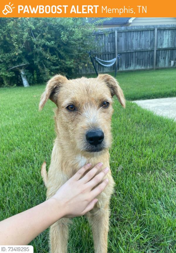Found/Stray Female Dog last seen In the neighborhood between Pink Palace Museum and Highland Street, Memphis, TN 38111