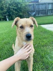 Found/Stray Female Dog last seen In the neighborhood between Pink Palace Museum and Highland Street, Memphis, TN 38111