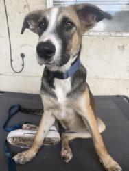 Found/Stray Male Dog last seen Bass blvd, Harlingen, TX 78552